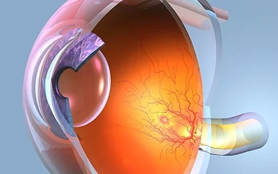 Glaukom Ursachen und Risiken: Anatomie Auge